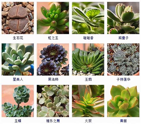 多肉名字|多肉植物图片及名称